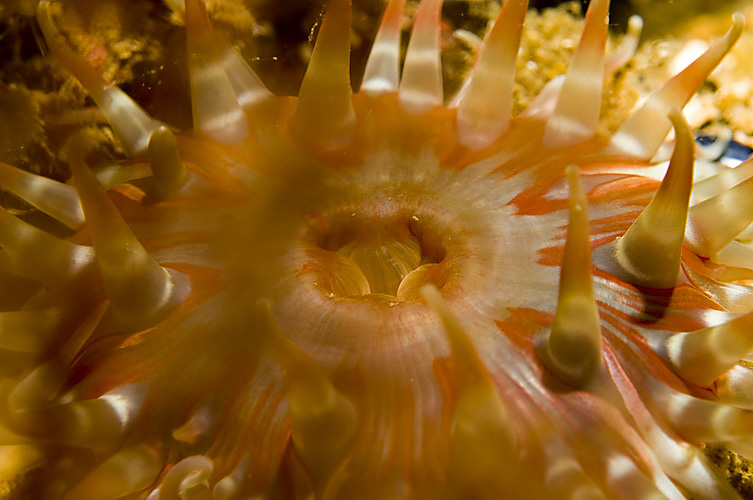 Anemone