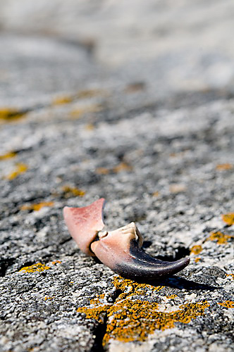 Claw