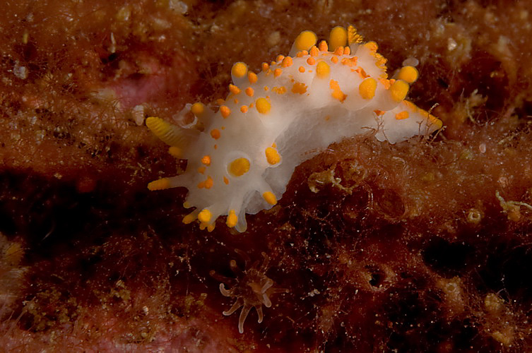 Nudi