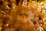 Anemone
