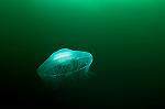 Jelly