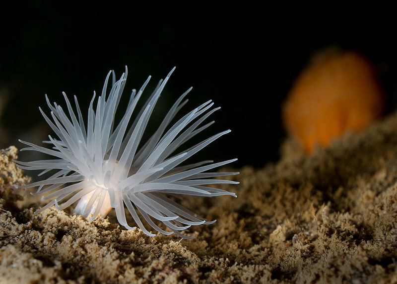 Anemone