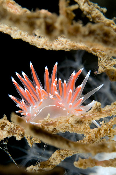 Nudibranch