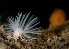 Anemone