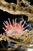 Nudibranch