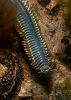 Polychaete