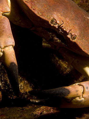 Crab