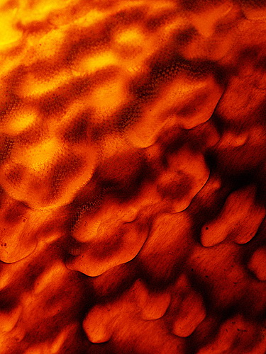 Lava