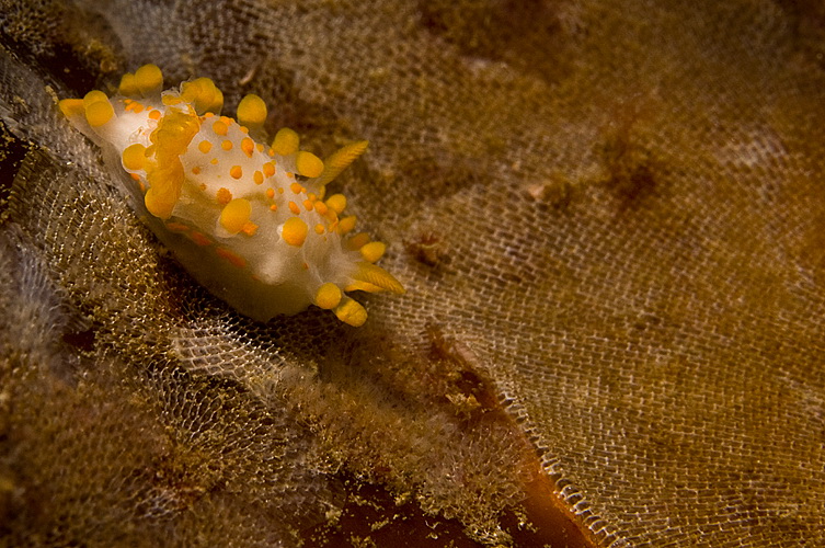 Nudibranch