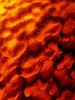 Lava