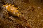 Nudibranch