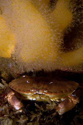 Crab