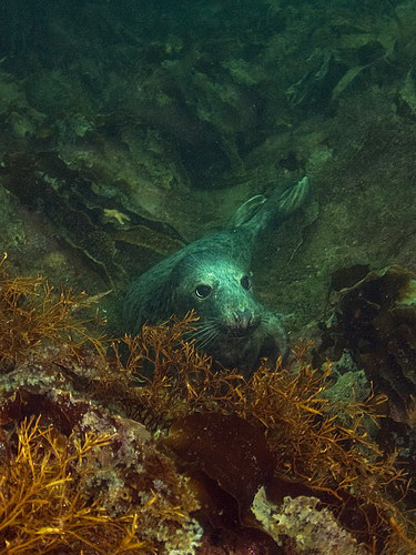 Seal