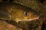 Cod